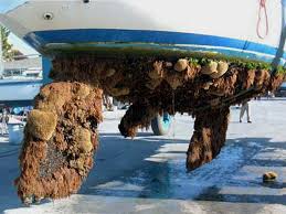 Boat bottom cleaning